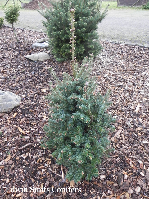 Abies balsamea 'Tower'